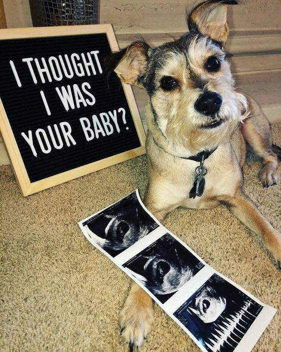 Dog feeling betrayed-Pregnancy Announcement With Dogs