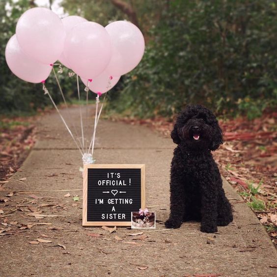 Being a proud sibling-Pregnancy Announcement With Dogs 