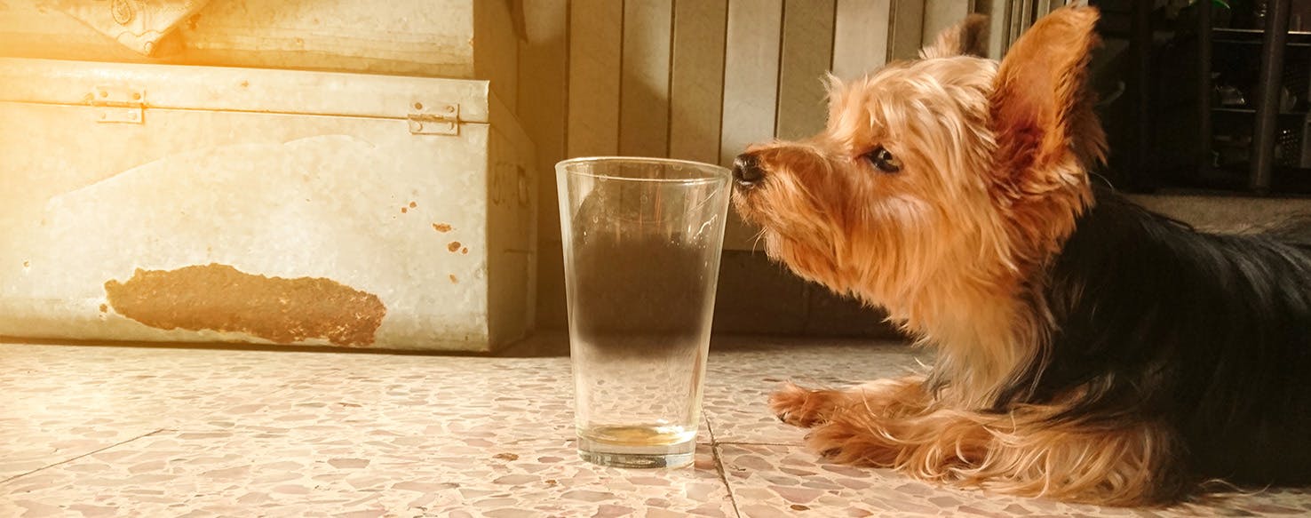 glass cups smell like wet dog