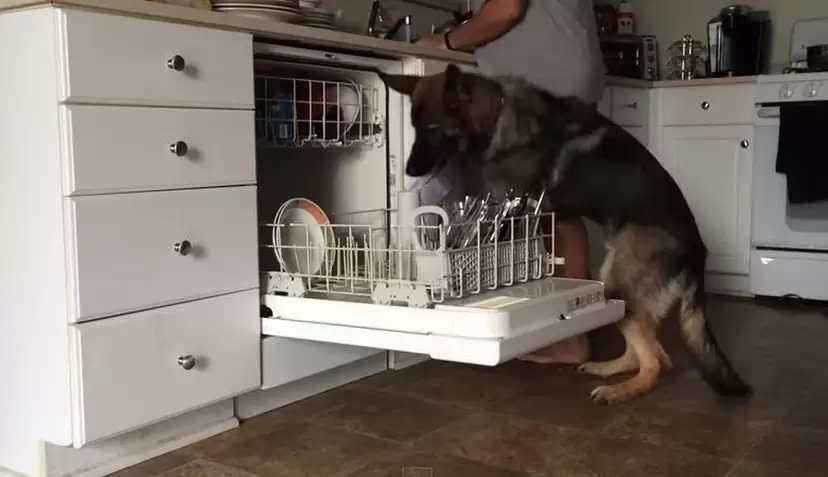 Dishwasher Smell like a wet Dog
