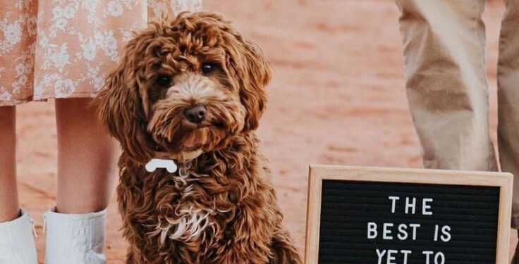 24 Ideas Of Pregnancy Announcement With Dogs in 2022