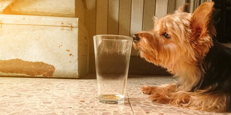 glass cups smell like wet dog