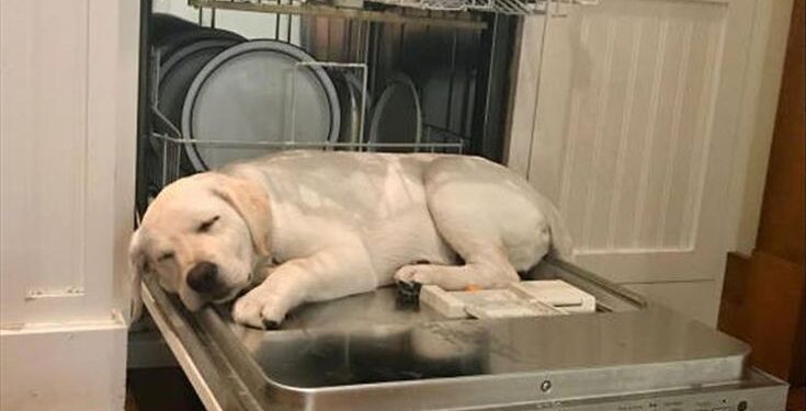 dishes smell like wet dog