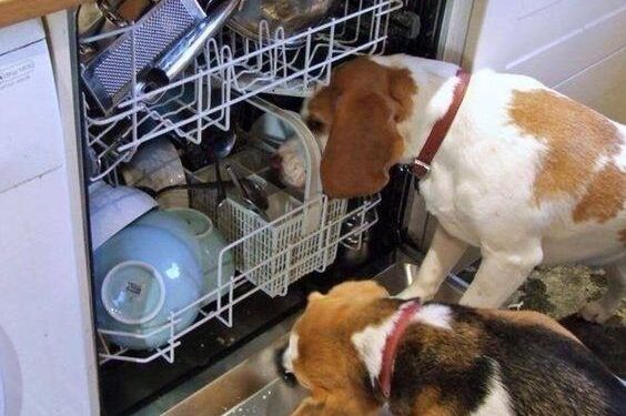 dishwasher smells like wet dog